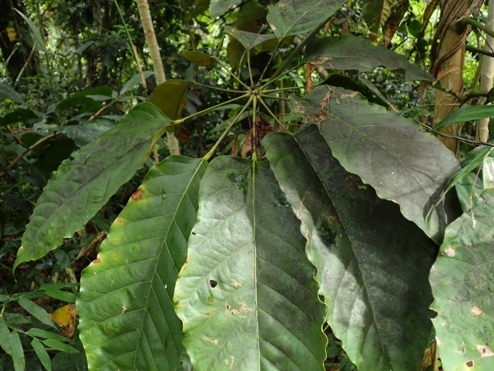 Didymopanax morototoni image