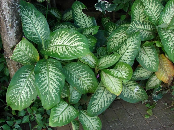 Dieffenbachia seguine image