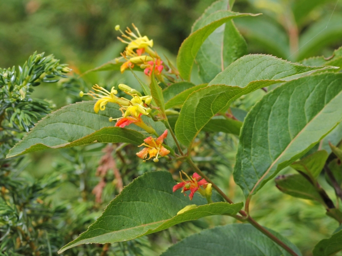 Diervilla lonicera image