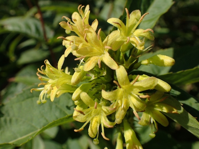 Diervilla sessilifolia image