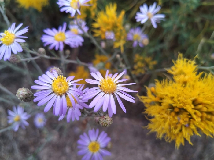 Dieteria canescens image