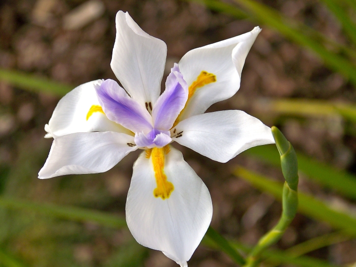 Dietes grandiflora image