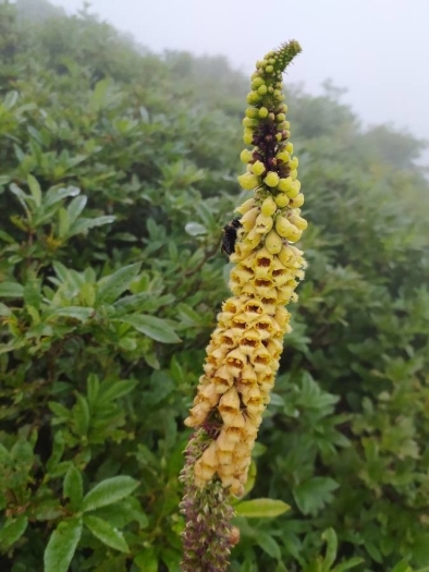Digitalis ferruginea image