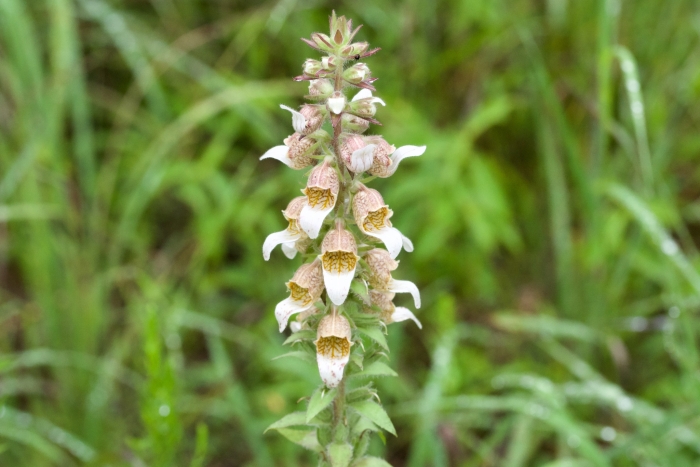 Digitalis lanata image