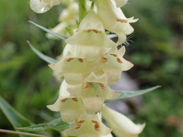 Digitalis lutea image