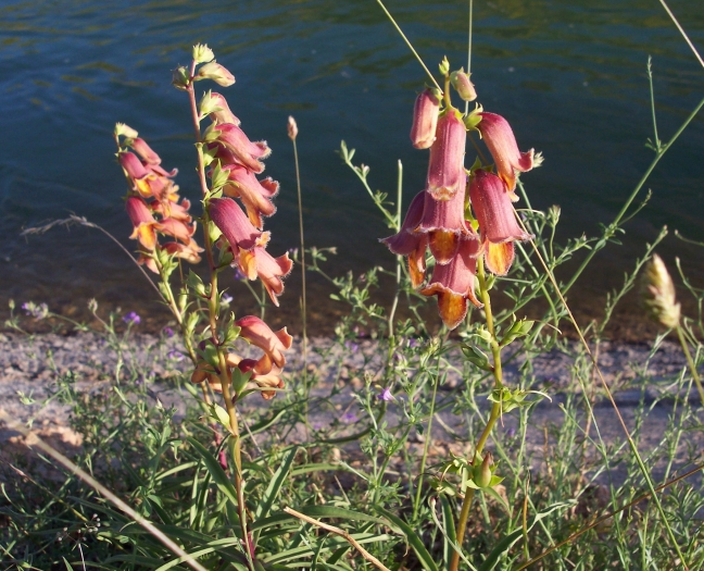 Digitalis obscura image