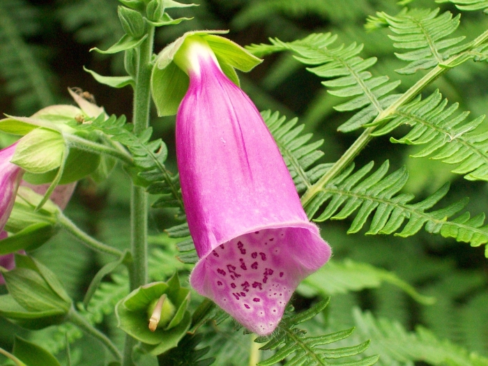 Digitalis purpurea image