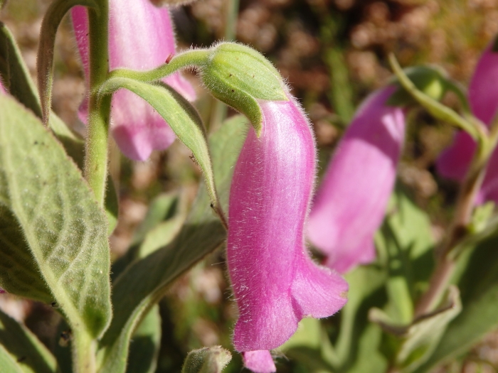 Digitalis thapsi image