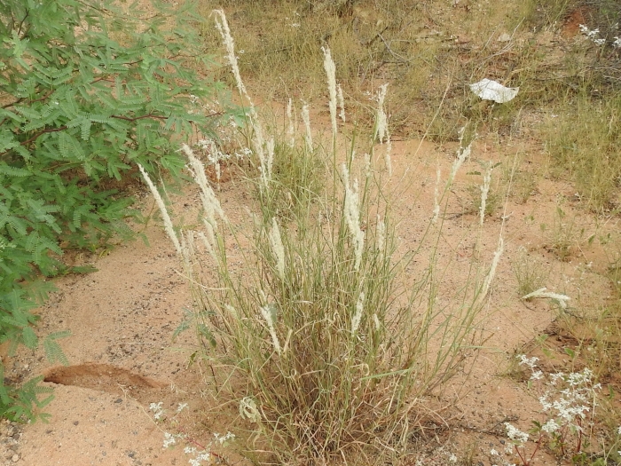 Digitaria californica image