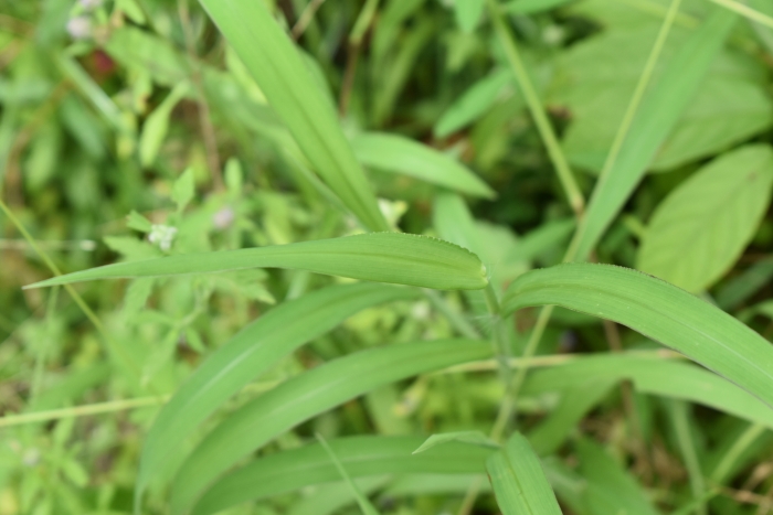 Digitaria ciliaris image
