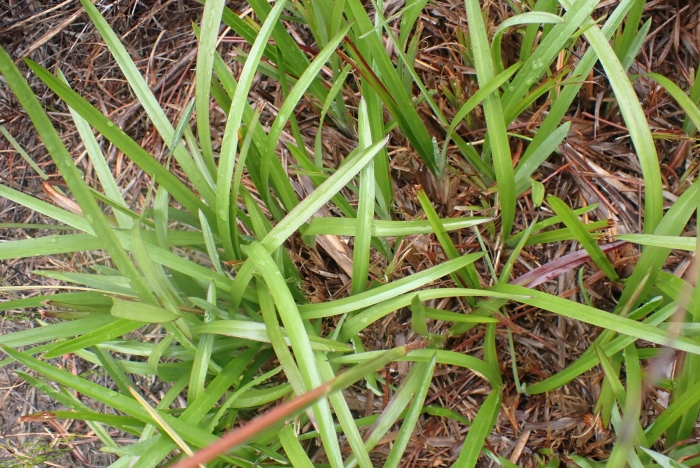 Digitaria eriantha image