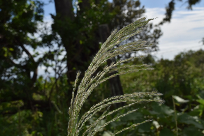 Digitaria insularis image