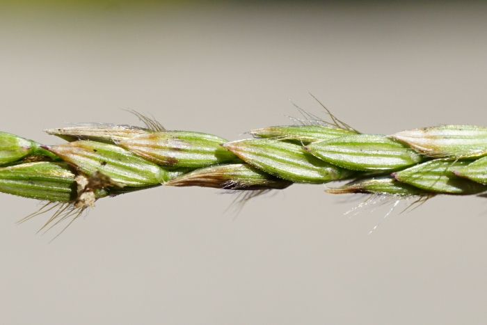 Digitaria sanguinalis image