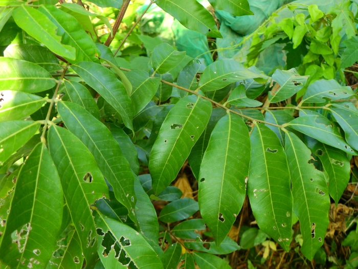 Dimocarpus longan image