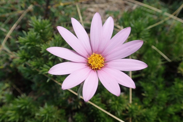 Dimorphotheca jucunda image