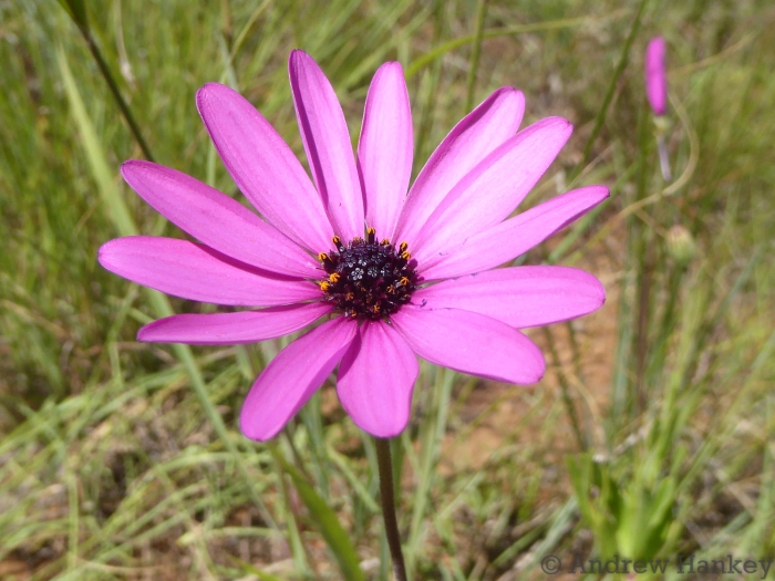 Dimorphotheca spectabilis image