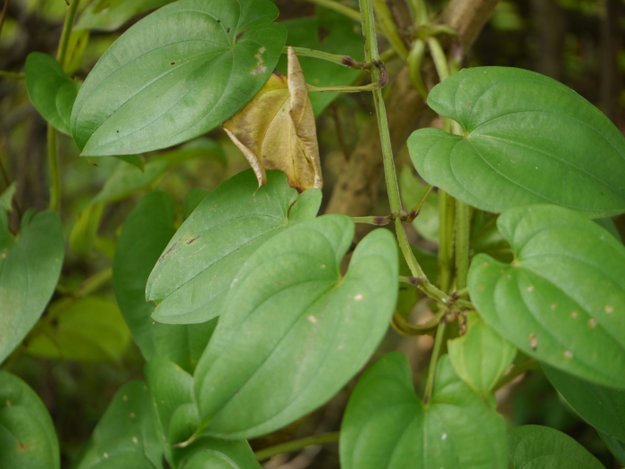 Dioscorea alata image