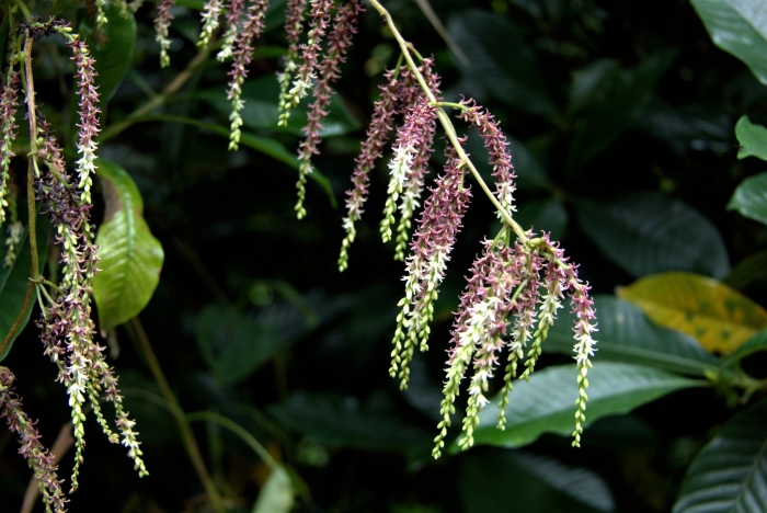 Dioscorea bulbifera image