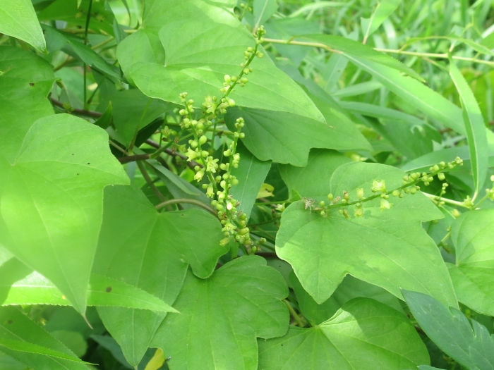 Dioscorea nipponica image