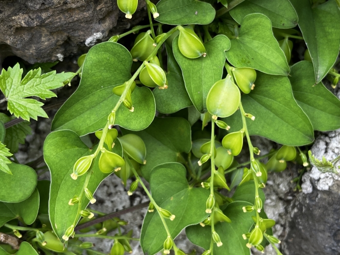 Dioscorea polystachya image