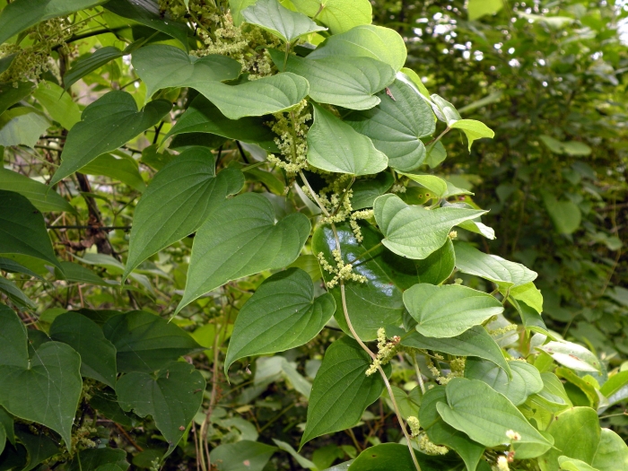 Dioscorea villosa image