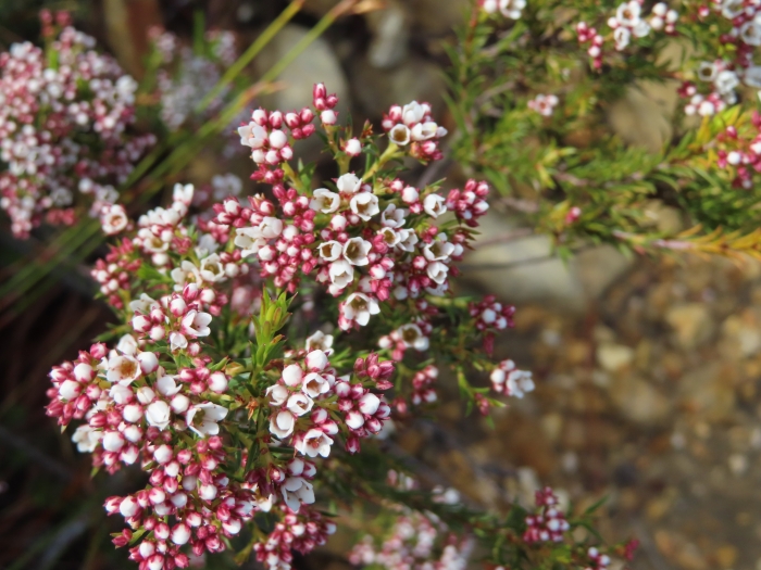 Diosma hirsuta image