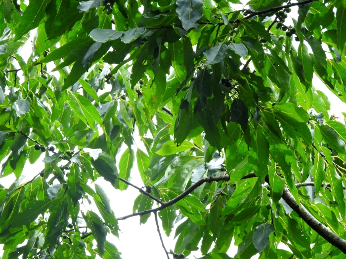 Diospyros japonica image