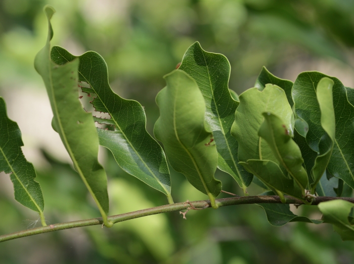 Diospyros mespiliformis image