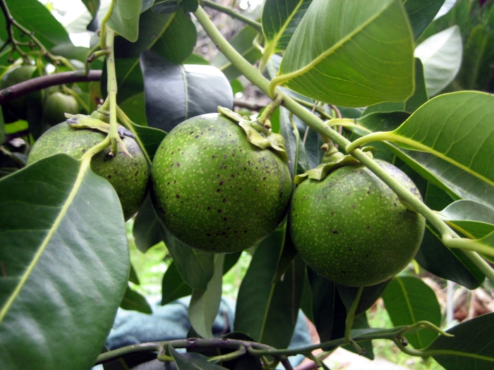 Diospyros nigra image