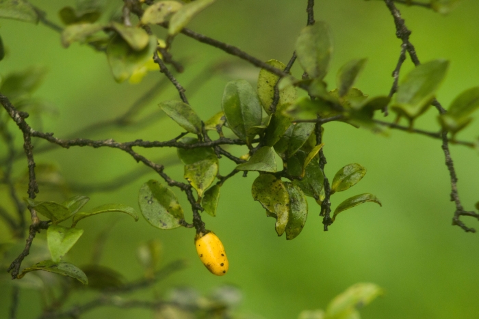 Diospyros sandwicensis image