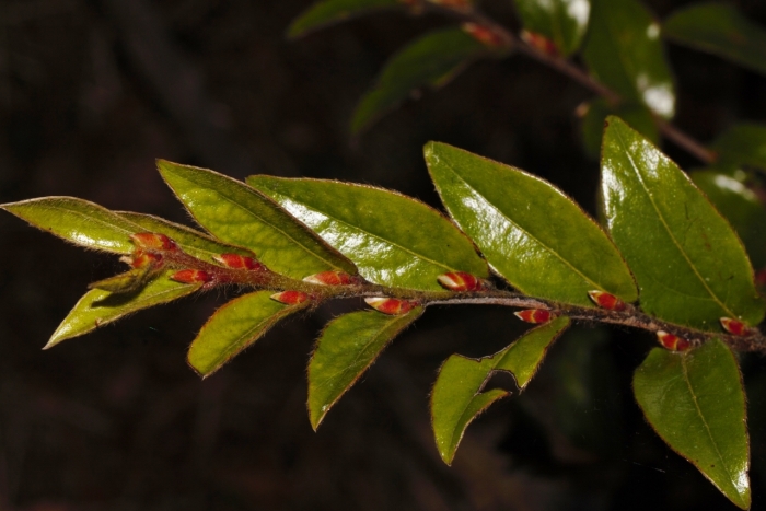 Diospyros whyteana image