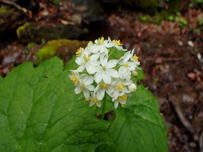 Diphylleia cymosa image