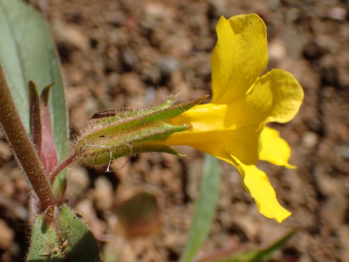 Diplacus brevipes image