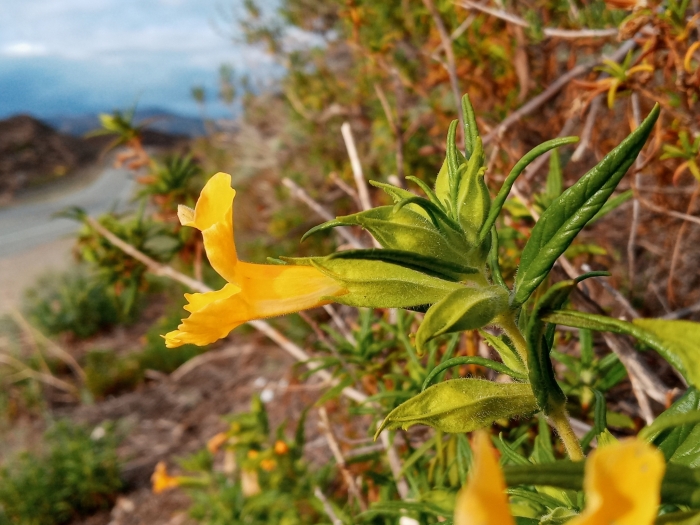 Diplacus longiflorus image