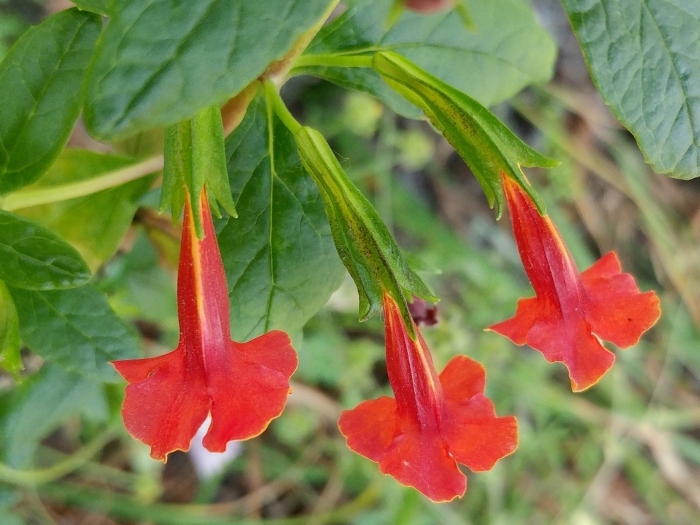 Diplacus parviflorus image