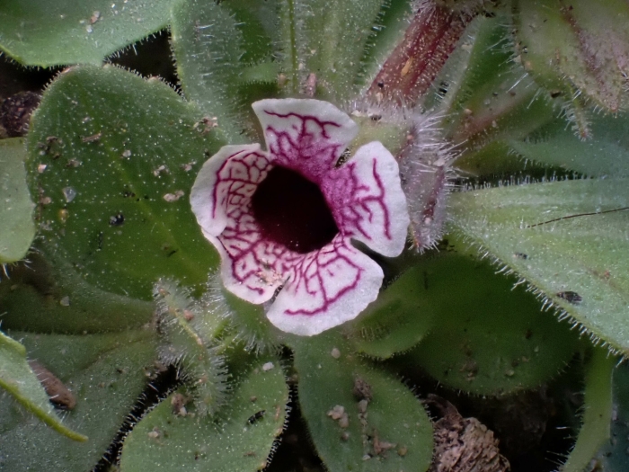 Diplacus pictus image