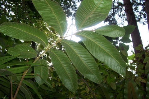 Diploglottis cunninghamii image