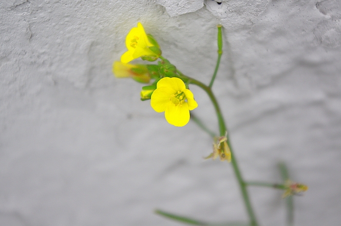 Diplotaxis muralis image