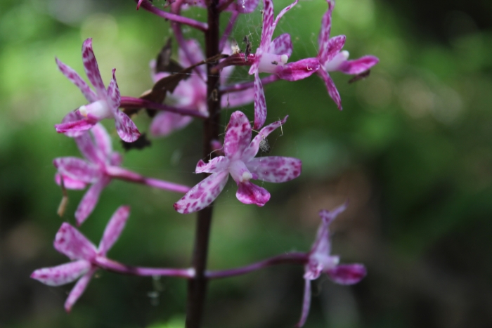 Dipodium squamatum image
