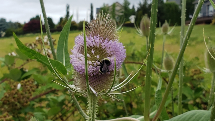 Dipsacus fullonum image