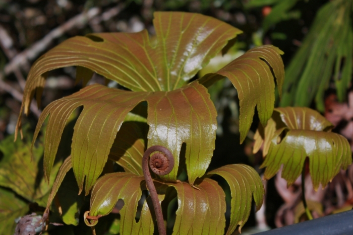 Dipteris conjugata image