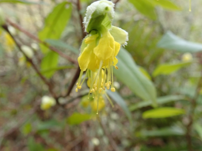 Dirca occidentalis image