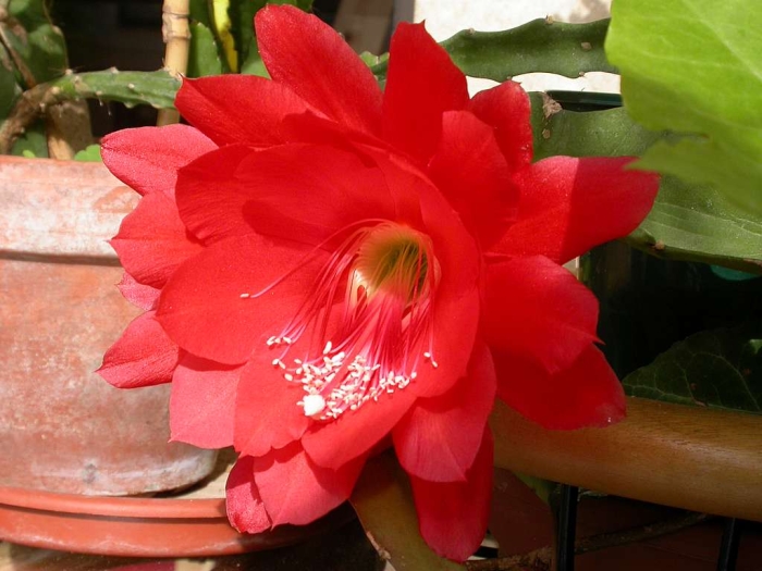 Disocactus ackermannii image
