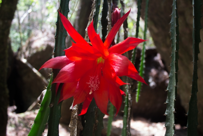 Disocactus speciosus image