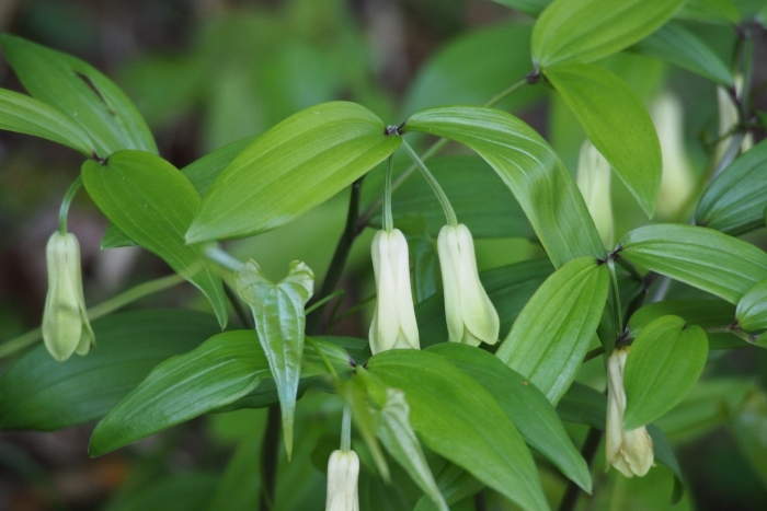 Disporum sessile image