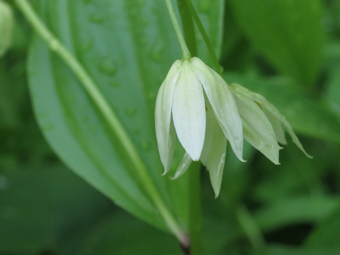 Disporum viridescens image