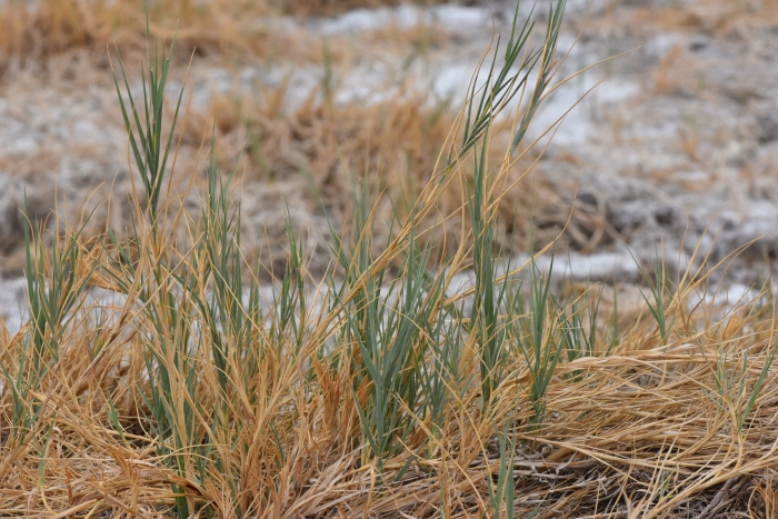 Distichlis spicata image