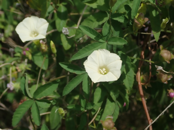 Distimake quinquefolius image