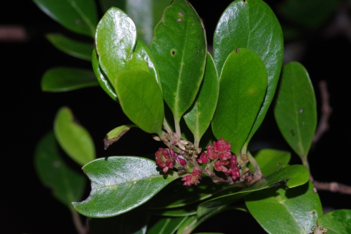 Distylium racemosum image