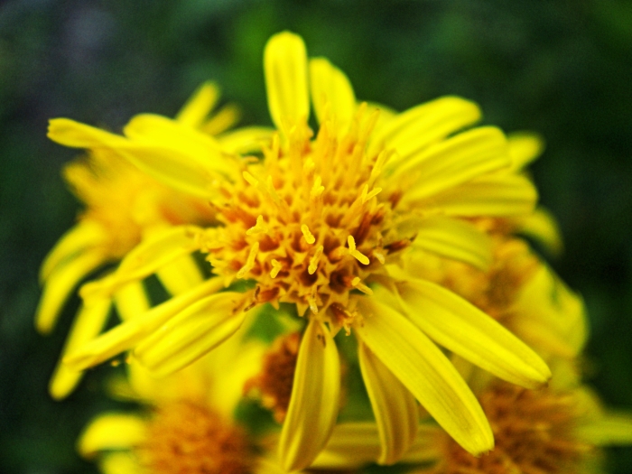 Dittrichia viscosa image